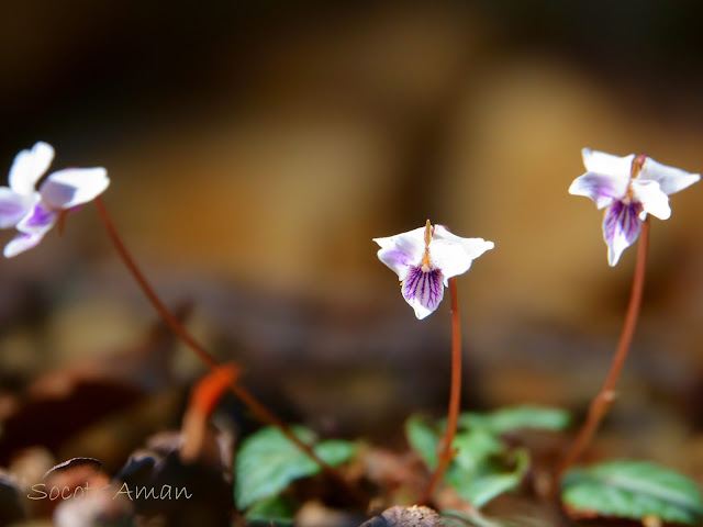 Viola sieboldii