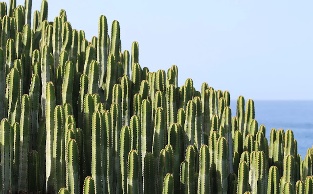 Fairy Castle Cactus: Best Cactus plants for Indoor Planting-Plantilia