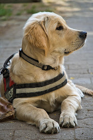 Golden Retriever wearing a black harness