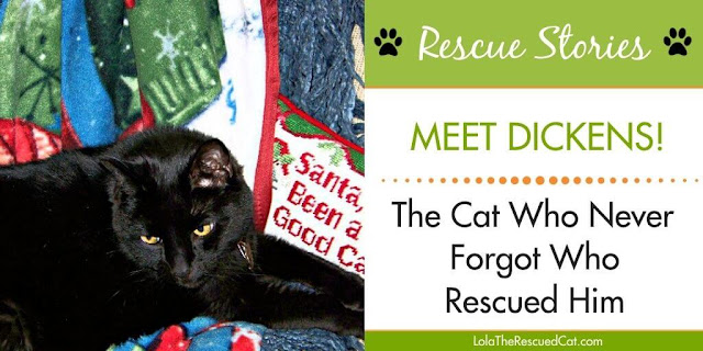 Black cat rescue story twitter graphic
