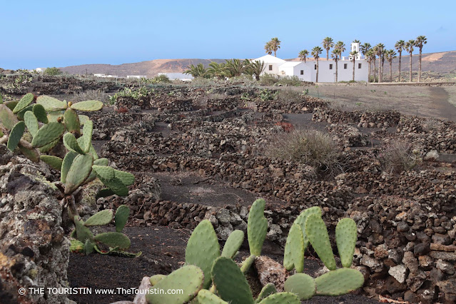 Prickly pear cacti on a lava field divided by stone walls with a mountain range and a white church lined by palm trees in the distance, under a light blue sky.