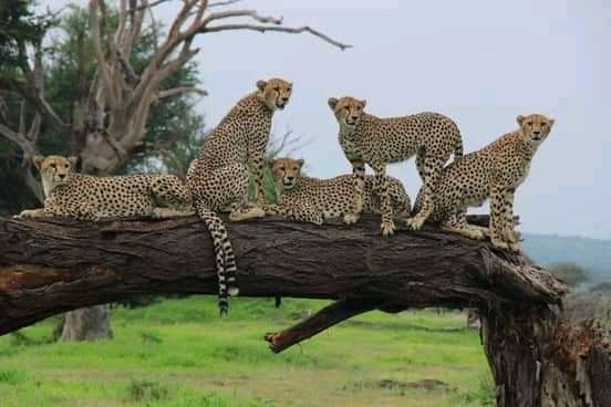 cheetahs in a game park
