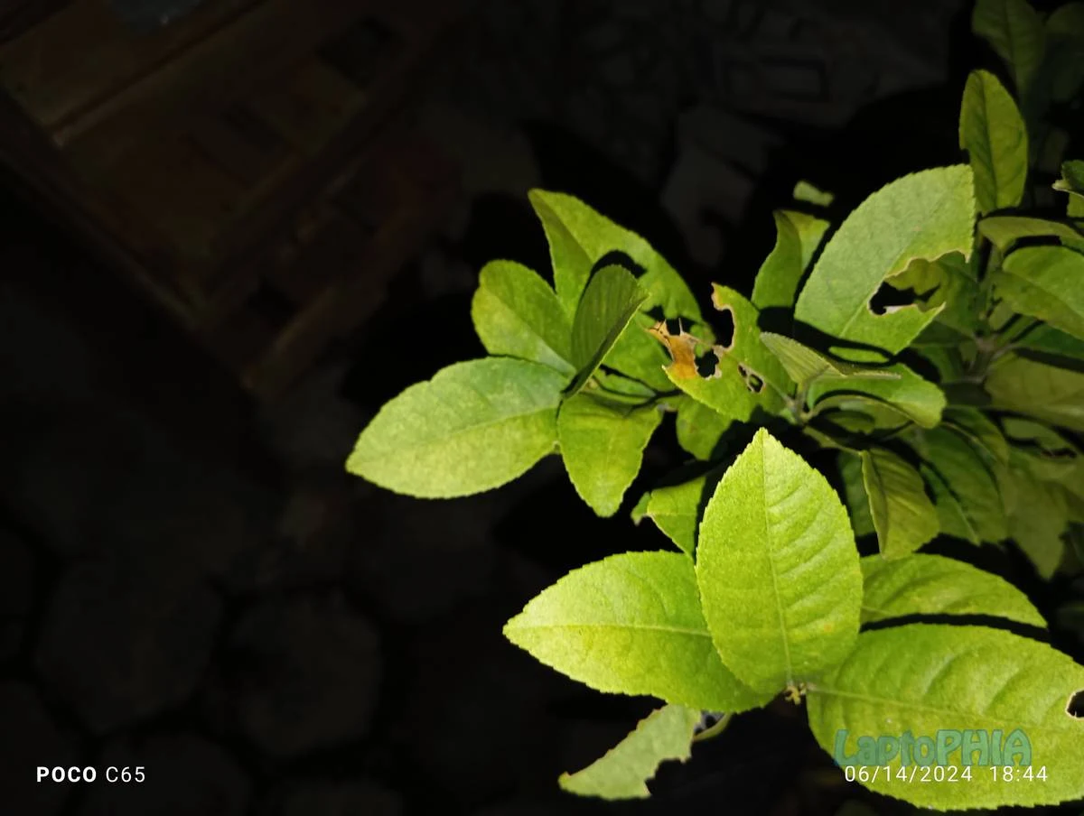 Hasil Foto Kamera Poco C65