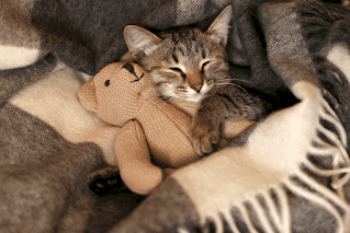 11 consejos para entrenar a tu gato a dormir toda la noche