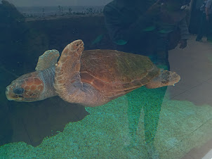 A lone turtle in turtle enclosure of Oceanographic museum