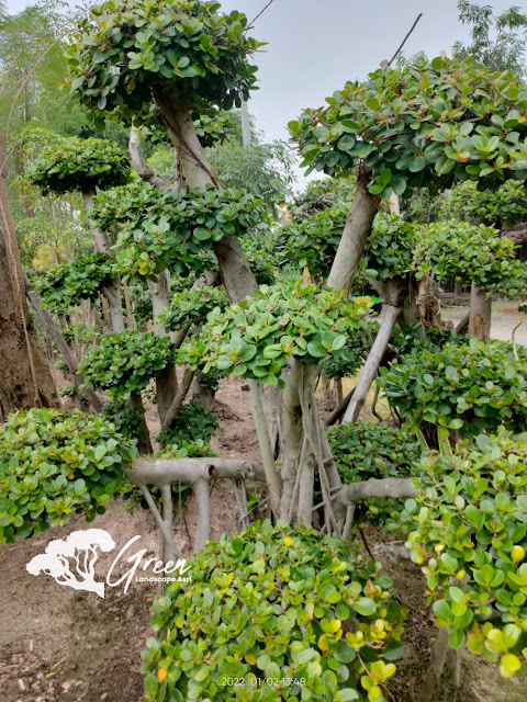 Jual Bonsai Beringin Korea Taman (Pohon Dolar) di Temanggung Garansi Mati Terjamin