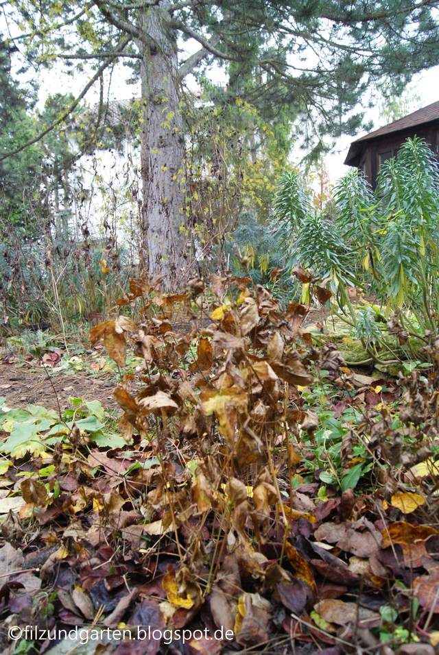 Dezember im Garten Blick auf Kiefer und verdorrte Stauden