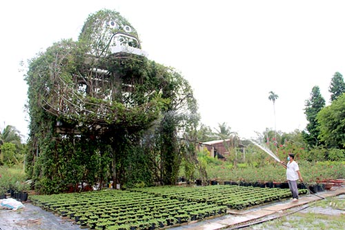 ảnh: Anh Nguyễn Phước Lộc tích cực chăm sóc con King Kong bằng cây xanh để kịp phục vụ khách tham quan