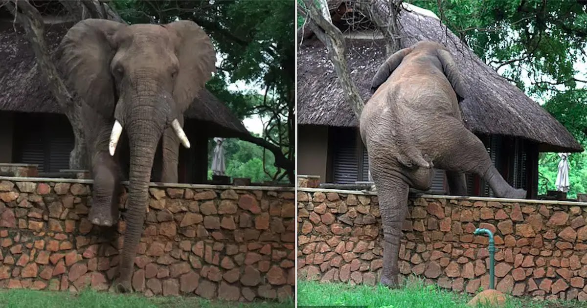 Elephant Climbs 5ft Wall To Steal Mangoes From Safari Lodge Tree