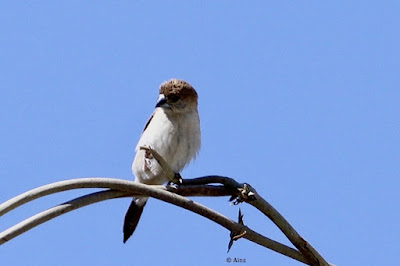 Indian Silverbill