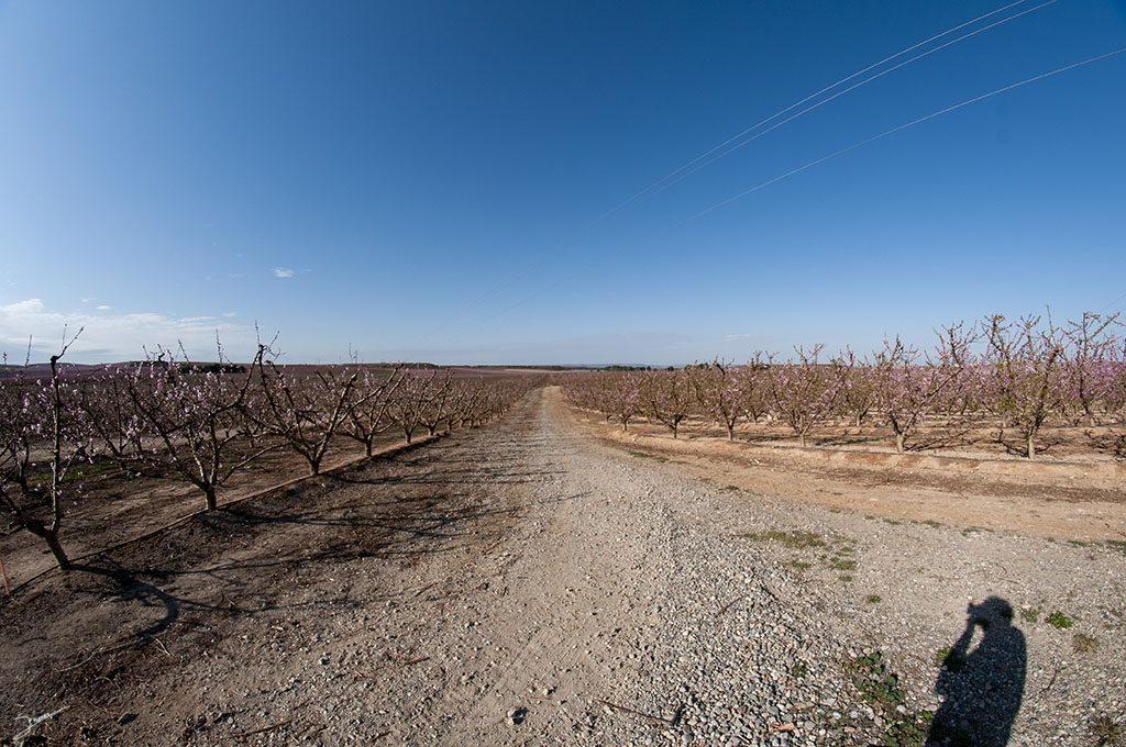 Melocotoneros en flor, siendo árboles jovenes aún no estan en plena floración, camino a la Granja de Escarpe