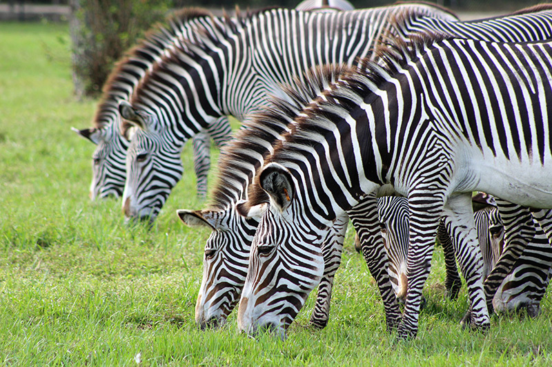 Grevy's Zebras