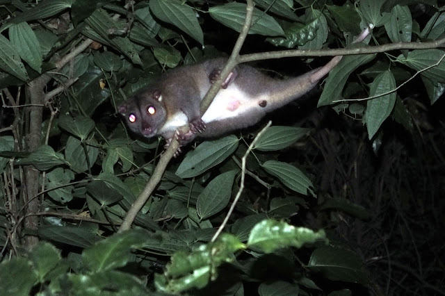 Cuscus in the forest of West Papua