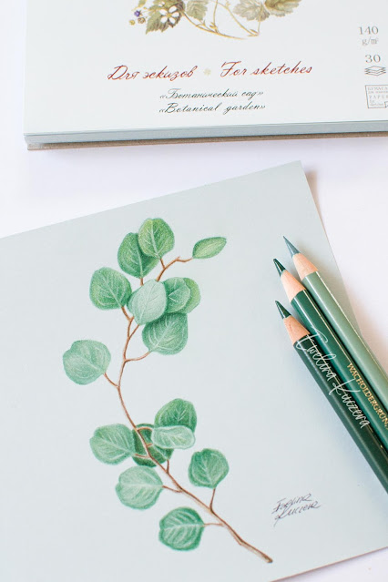 How to draw plants with colored pencils - Eucalyptus Branch step by step tutorial