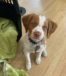 Freddy our Brittany Spaniel