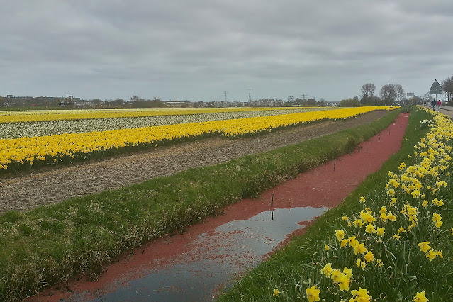 www.jetjesdag.nl | Nicolaas/S fotografie | Lisse en de bollenvelden horen bij elkaar | Langs de tweede Poellaan in Lisse