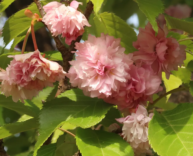 Prunus jamasakura 'Hiuchidani-Kikuzakura'