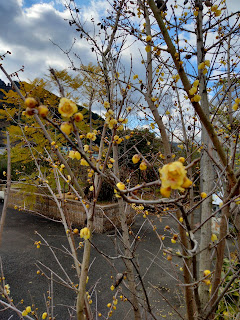 ロウバイの花が咲きました