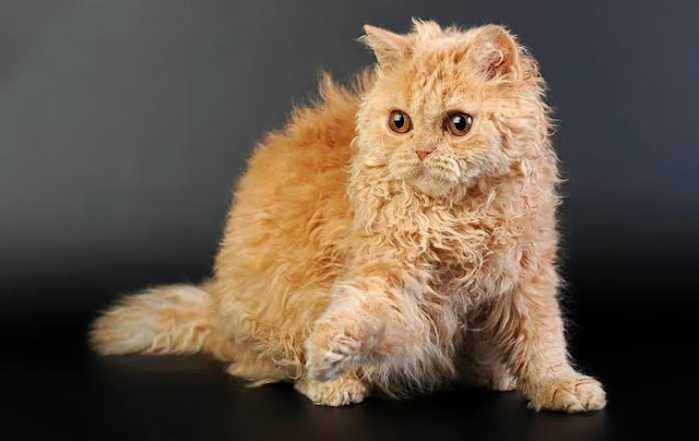 Selkirk Rex is one out of the cutest cats in the world that it's fur look like that of a lamb.