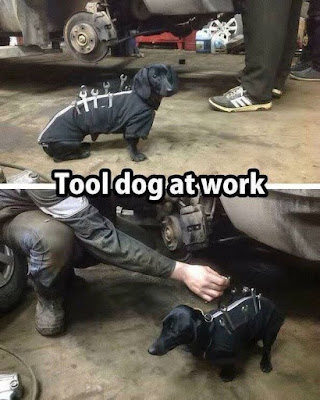 Tool Dog