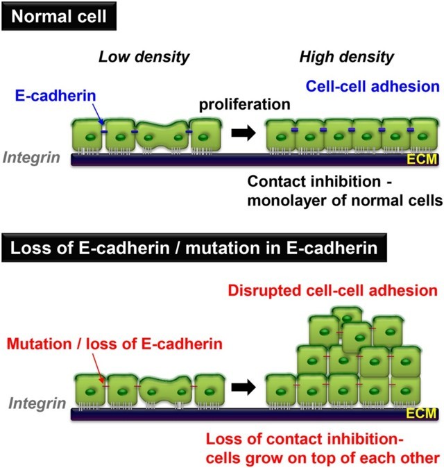 Contact Inhibition of Cell Growth: E-Cadherin and Merlin in "Normal" Cells