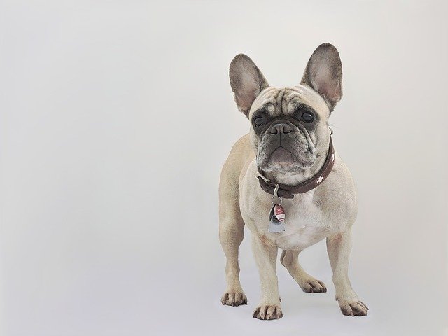French Bulldog is one of the most expensive dog breeds in the world today.