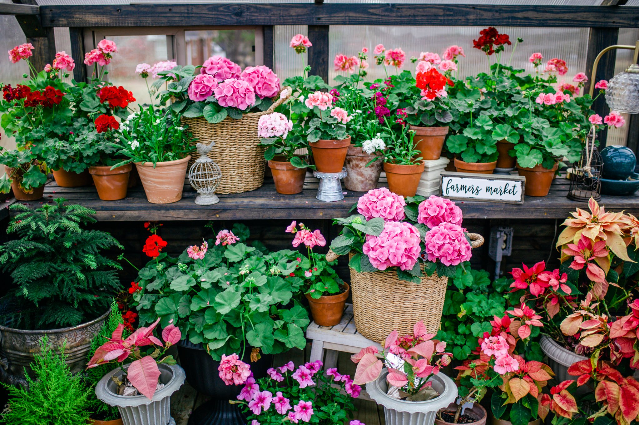 Yoderbilt Greenhouse Geraniums