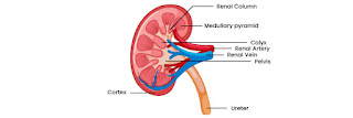 human excretory system