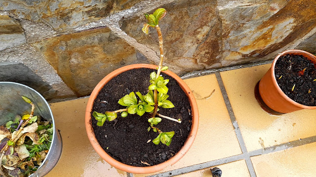 Cuaderno de campo de una Jardinera día nº 3: "Hortensias: abonado y poda".