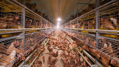 How Light affects Laying Hens