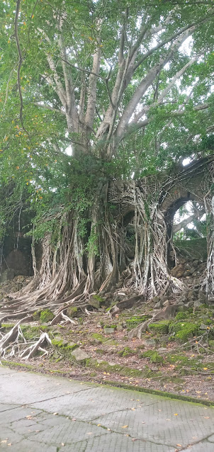 Gigantic trees with their roots engulfing ruins of abandoned building walls.