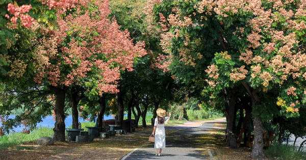 彰化埔鹽東螺溪自行車道石碑橋旁台灣欒樹呈現黃綠紅，散步好去處