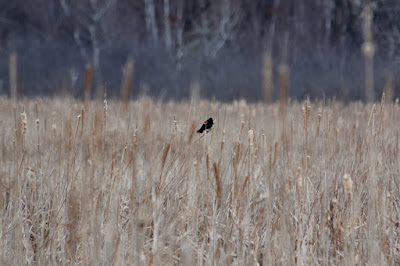 red-winged blackbird, mid-March arrival