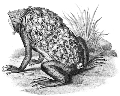 Surniame Toad; Unknown Artist