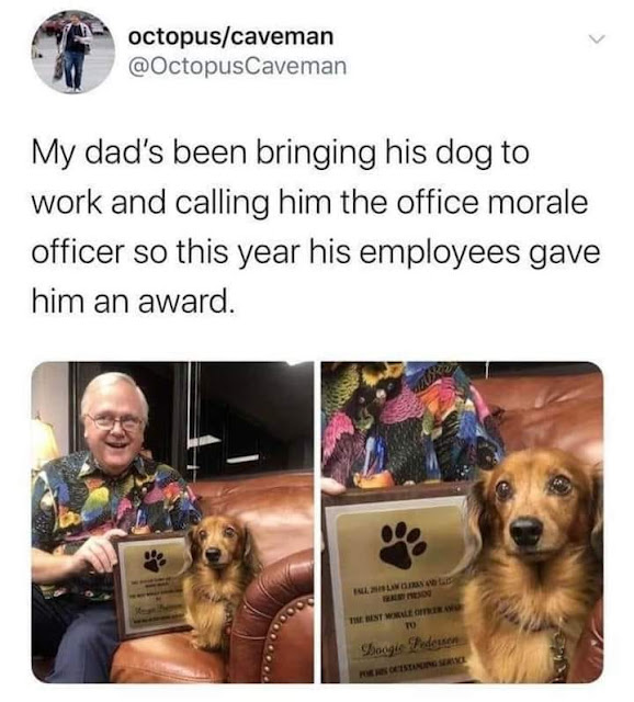 wholesome dog meme