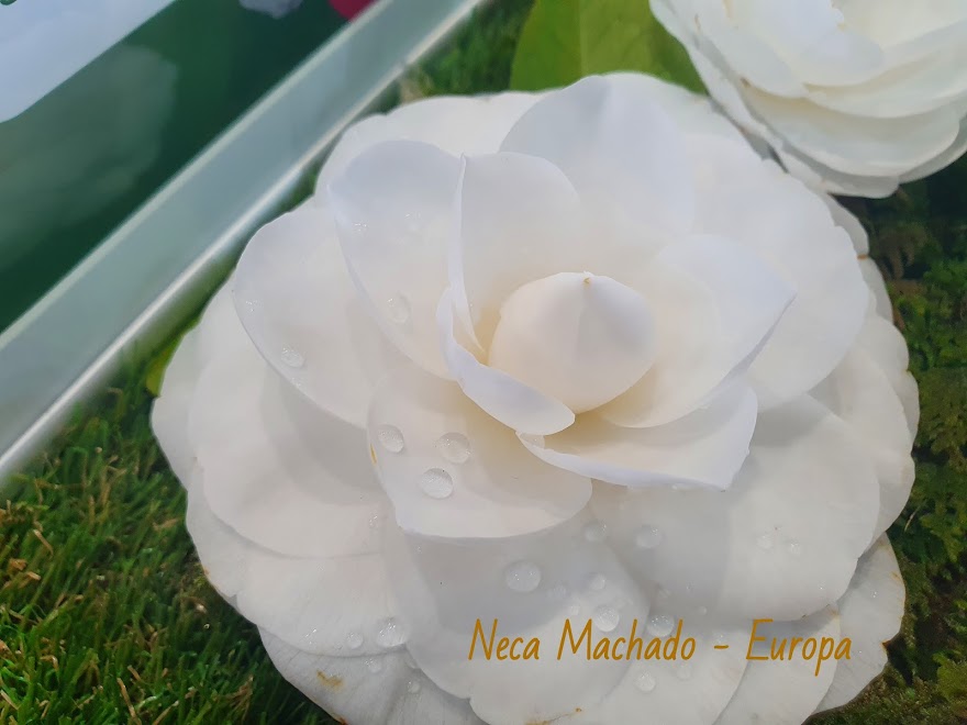 #CAMELIAS BY NECA MACHADO/EUROPA- REPRODUÇÃO PROIBIDA