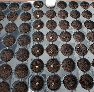 Cocogarden Potting Soil Mix in Seedling Trays