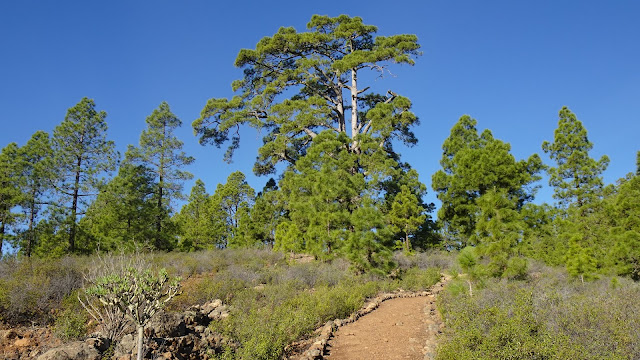 Approaching the impressive Pino del Guirre above Las Vegas tenerife