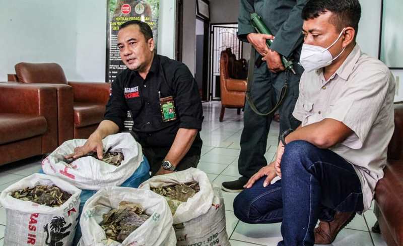 Gakkum KLHK Sumatera Gagalkan Penjualan 36,7 Kg Sisik Trenggiling dan 1 Buah Paruh Rangkong