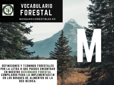 Vocabulario M, Silvicultura en España