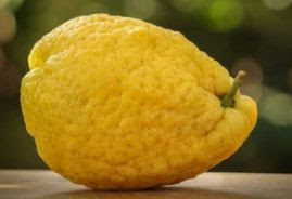 Citron in urdu