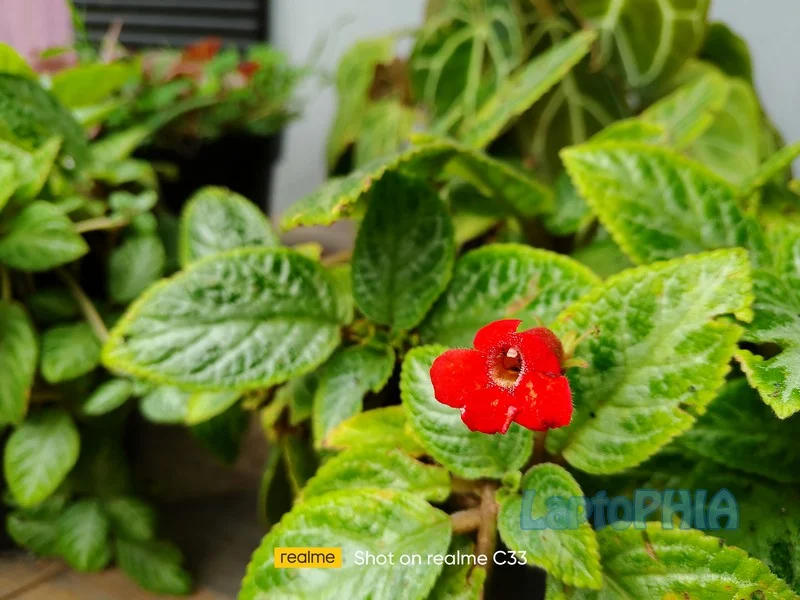 Hasil Foto Kamera Realme C33