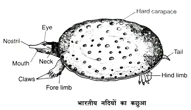 भारतीय नदियों का कछुआ-ट्रायोनिक्स(Trionyx):वर्गीकरण, लक्षण, चित्र का वर्णन|hindi