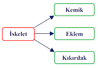 Kemik Eklem Kıkırdak