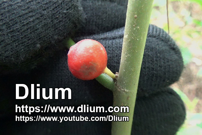 Dlium Amis mata (Ficus montana)