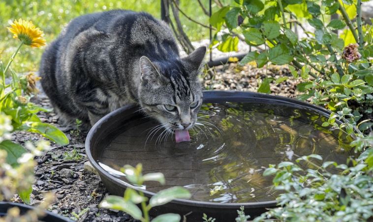 How much water does a cat drink