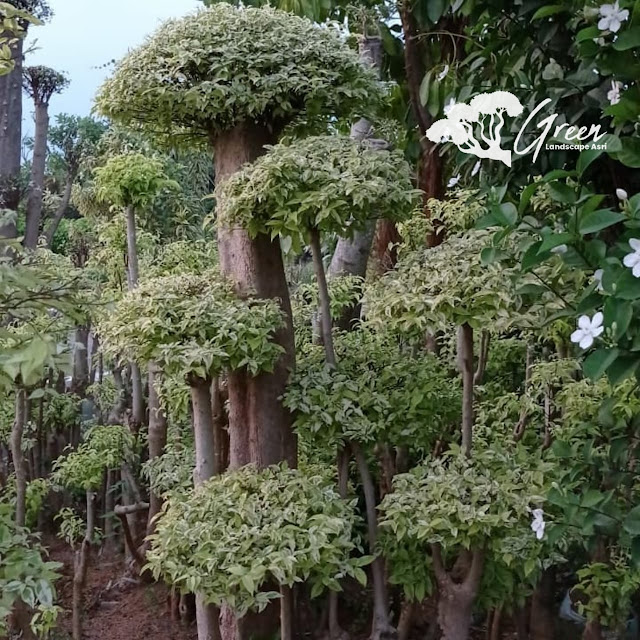 Jual Bonsai Anting Putri di Bandung Langsung Dari Petani