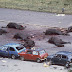 Seven horses of the Queen's Household Cavalry lie dead after the IRA detonated a nail bomb, 1982