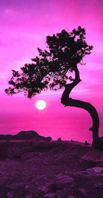 iPhone Wallpaper Alone Tree Pink Sky Sunset