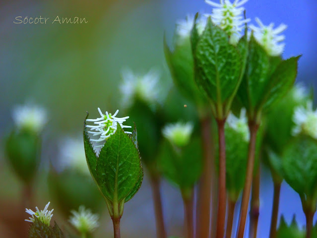 Chloranthus japonicus